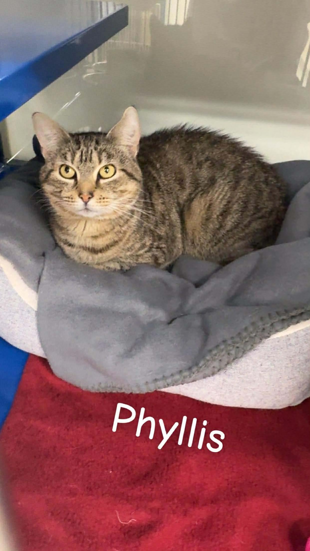 Phyllis