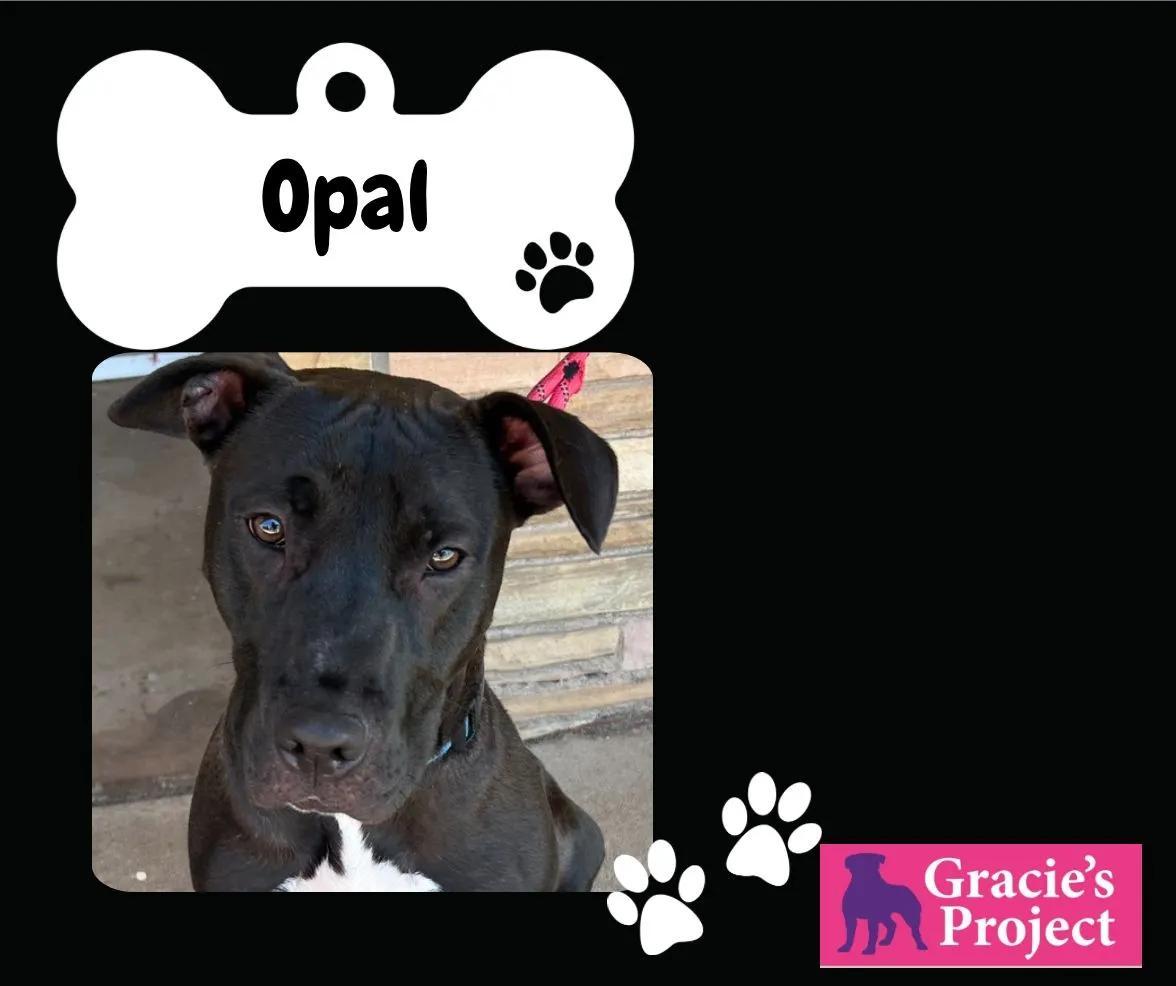 Opal