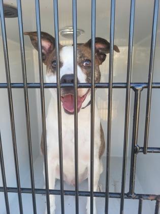 An adult medium-sized male Mixed Breed dog named Weebles for adoption in Atlanta, GA