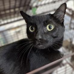 An adult medium-sized male Black Domestic Short Hair cat named Johnson for adoption in Rapid City, SD