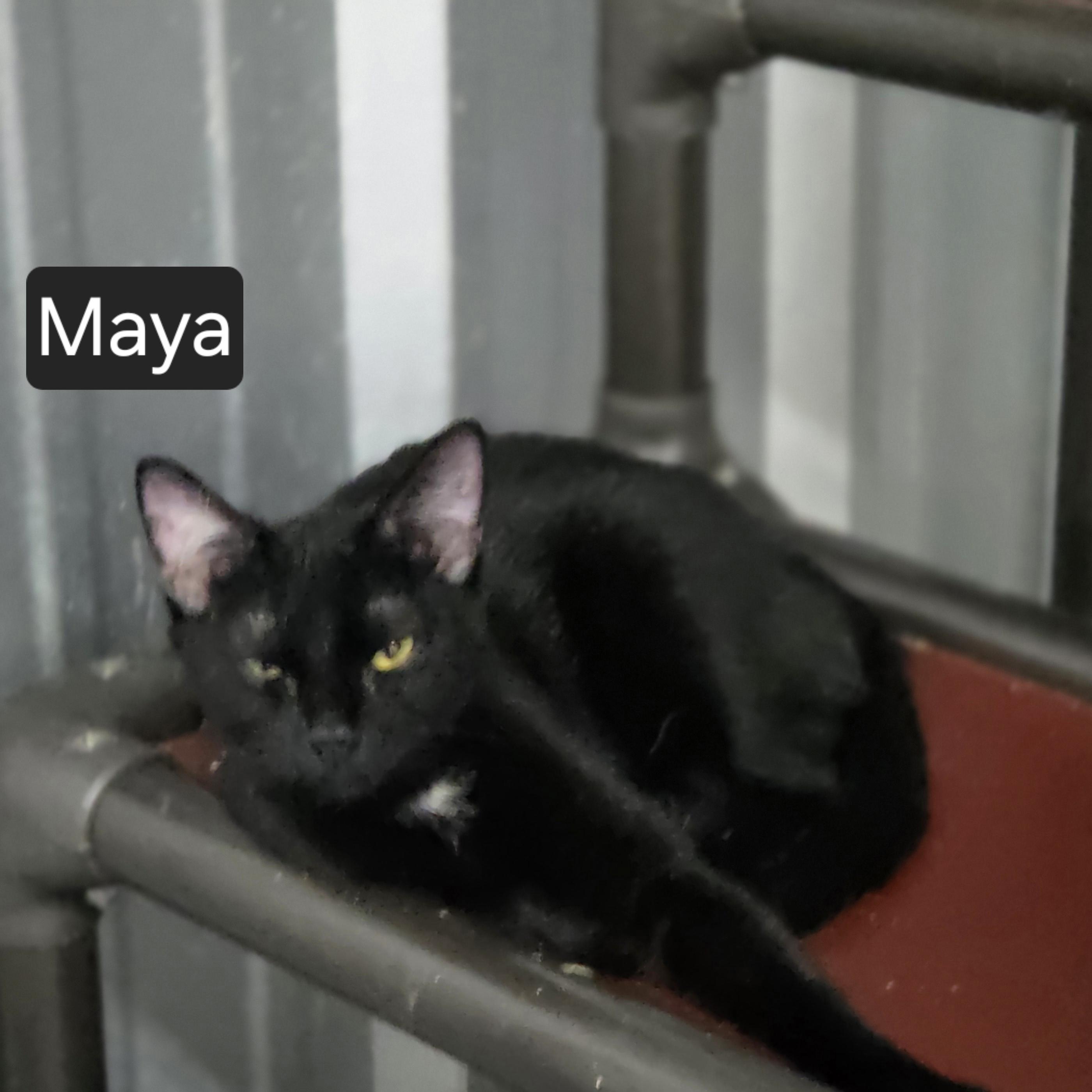 Maya