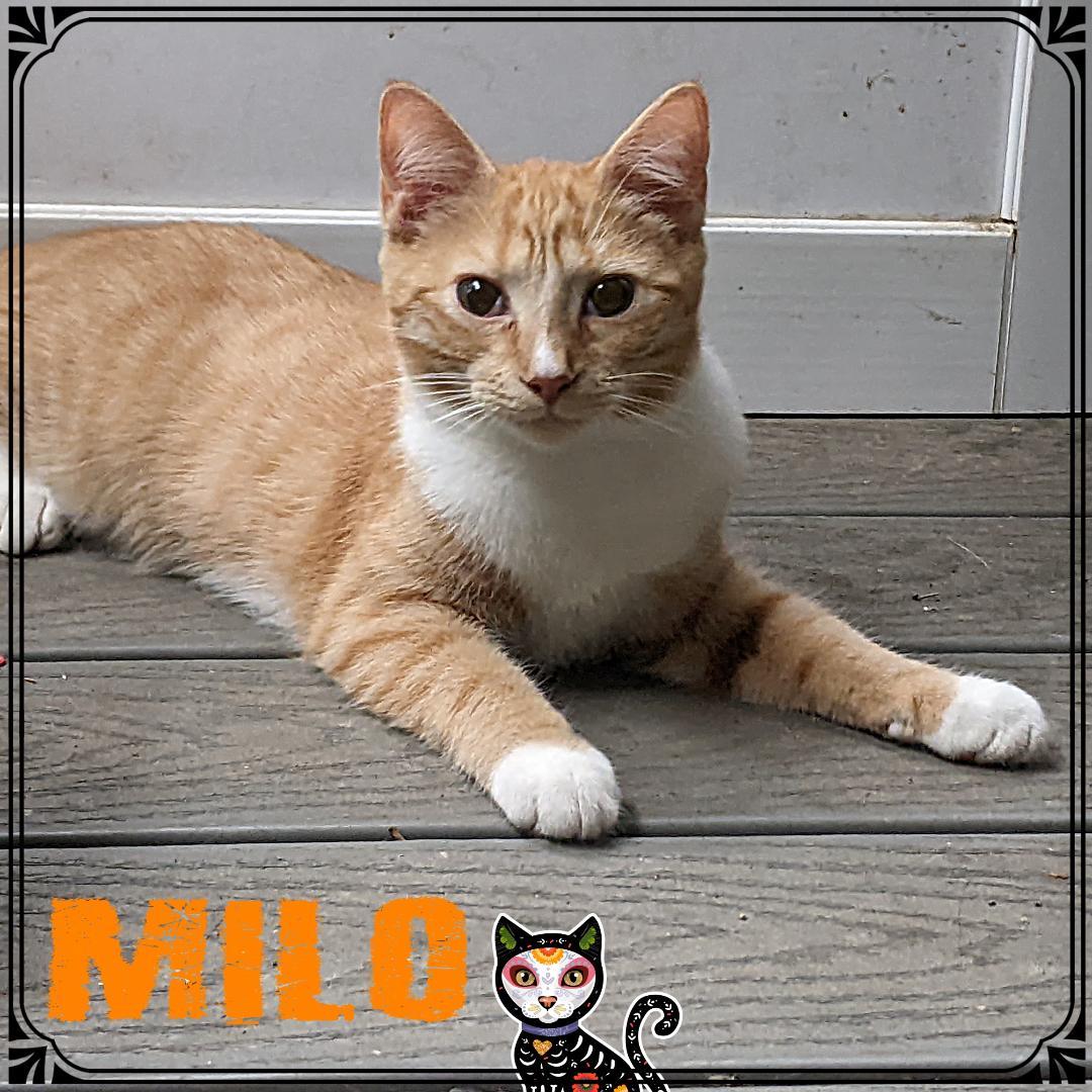 Milo