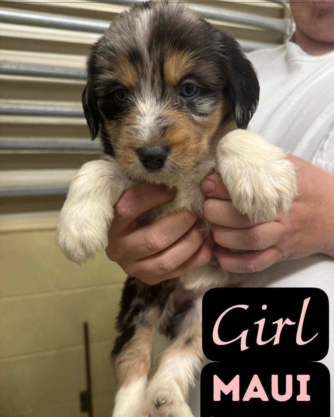 The Staycation Litter Aussiepyreenespoodle