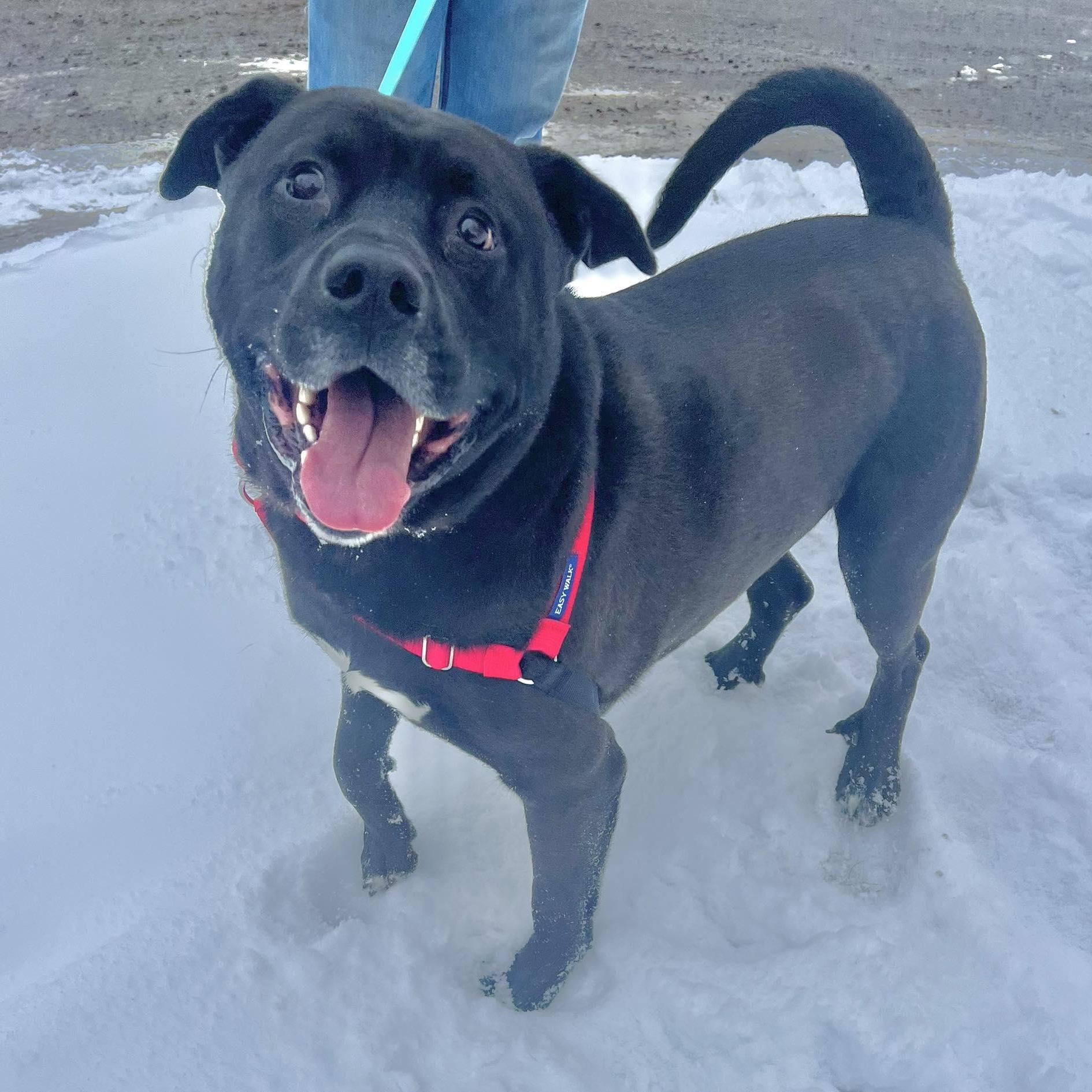 Kolbygoofy Funloving Boy