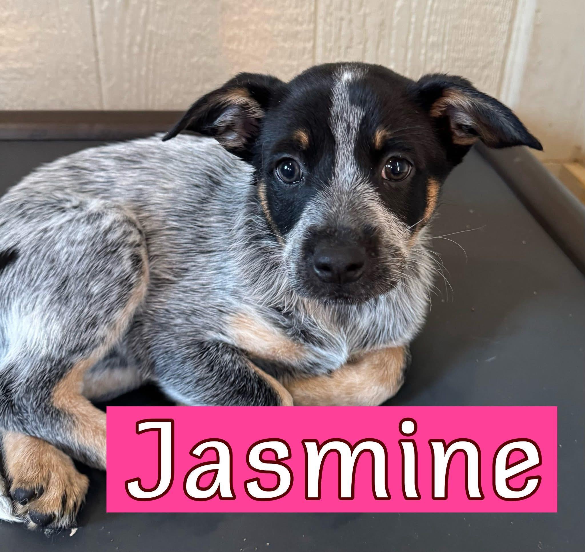 The Spottie Litter Girls