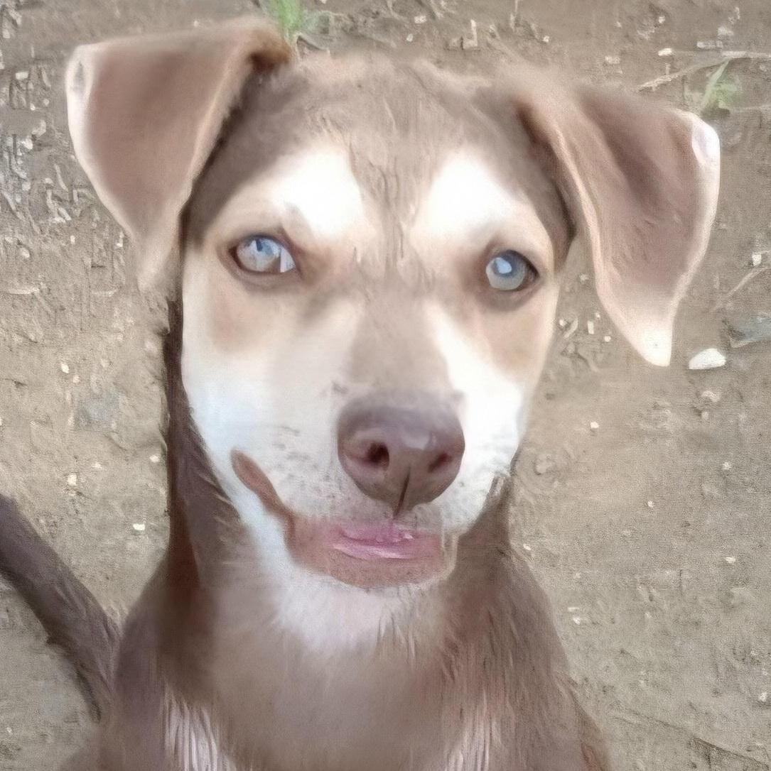 Choky "patiently Waiting For