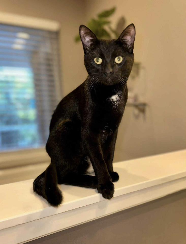 A young medium-sized male Black Bombay cat named Churri for adoption in Chickasaw, AL