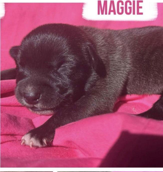 Maggie
