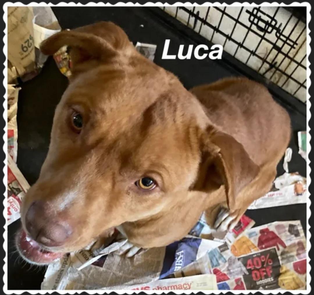 An adult medium-sized male Brown / Chocolate Pit Bull Terrier dog named Luca for adoption in Canyon, TX