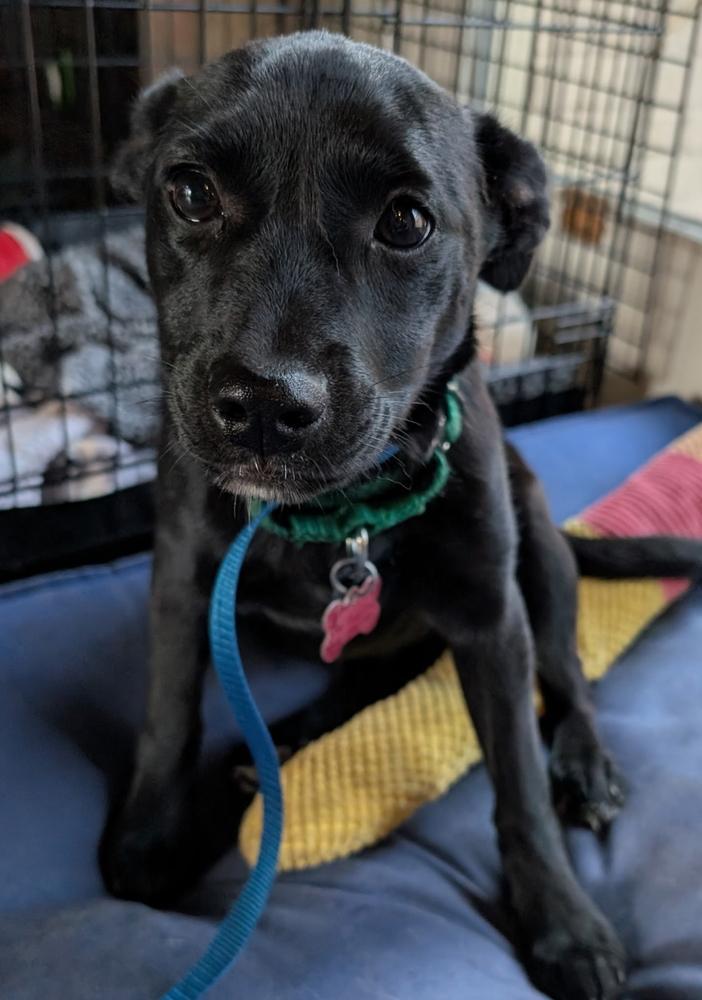 Starling Songbird photo 1