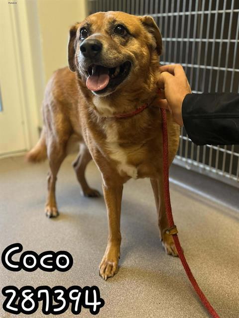 Coco