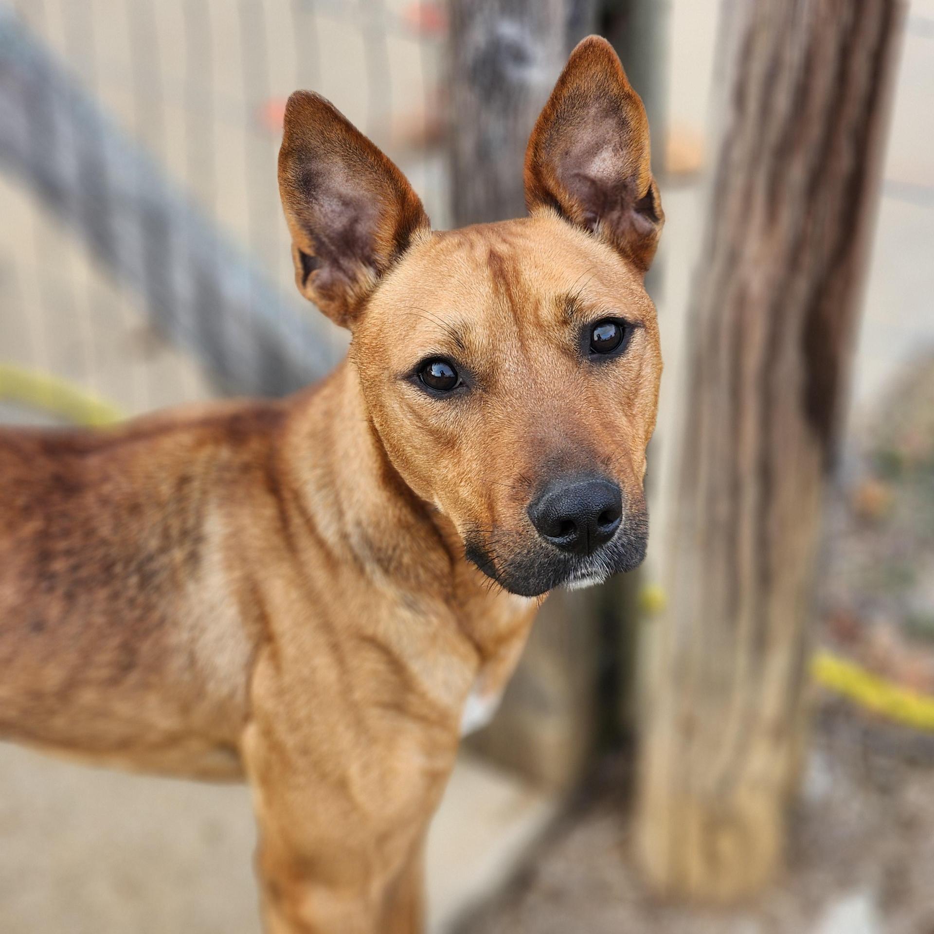 An adult medium-sized male Golden Bull Terrier dog named Kane for adoption in Chuckey, TN