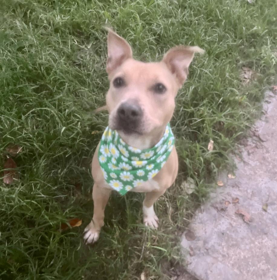 A young medium-sized female American Staffordshire Terrier dog named Xochi for adoption in Longview, TX