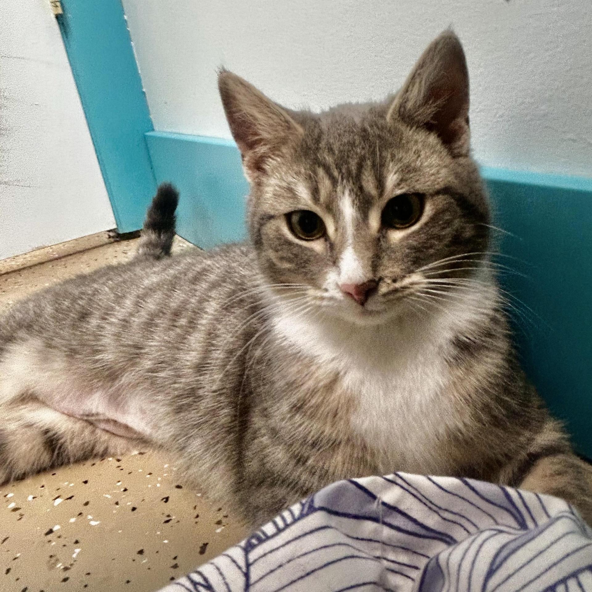 A baby medium-sized female Tabby (Gray / Blue / Silver) Tabby cat named Burrito for adoption in Grand Rapids, MI