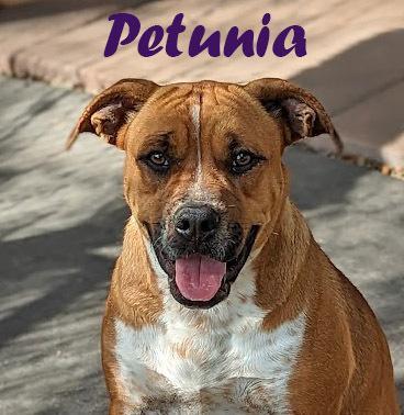 Petunia