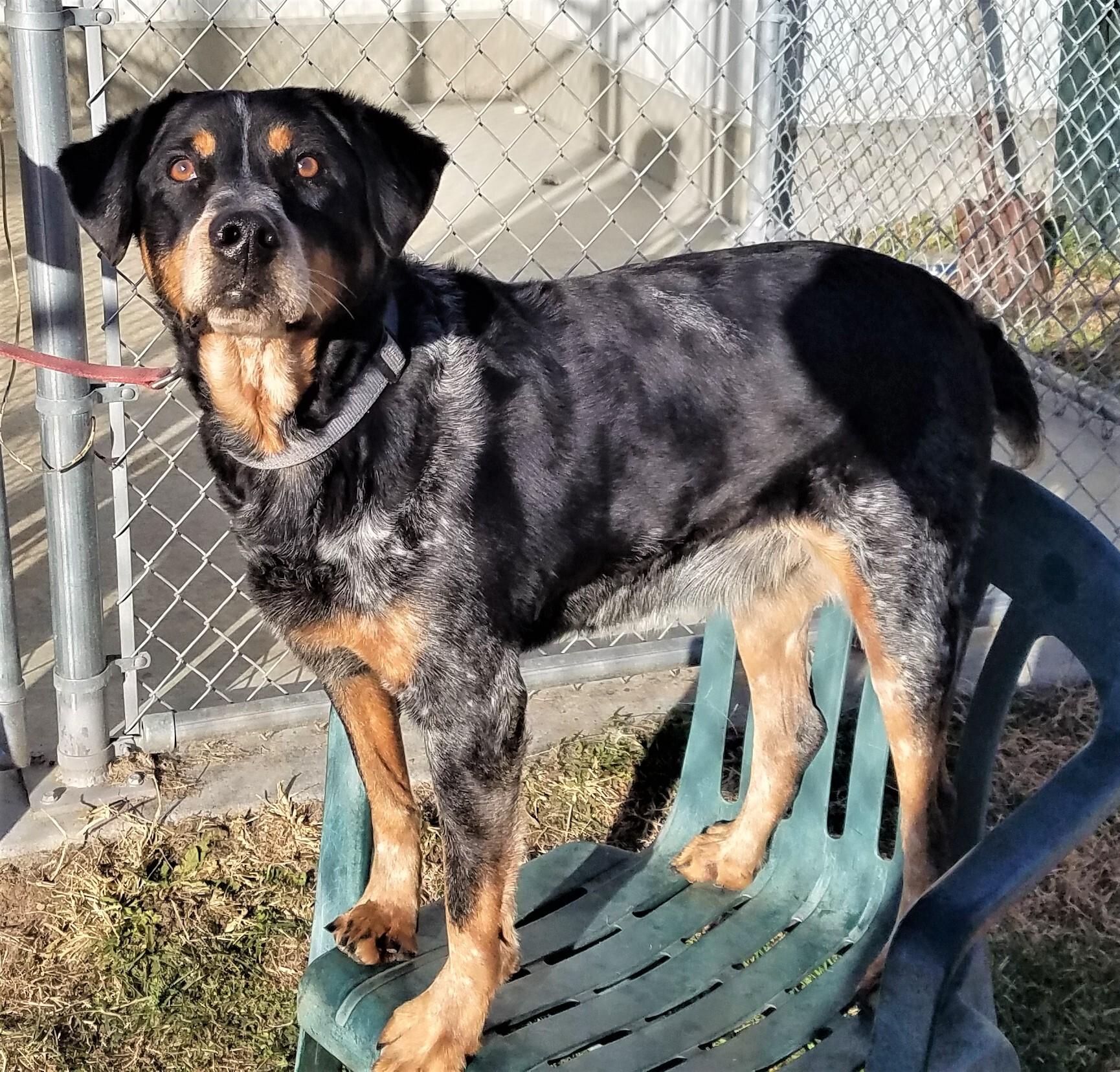 A senior large-sized male Black Brittany Spaniel dog named Oliver for adoption in Falls City, NE