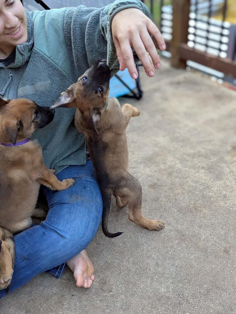 Stormy Skye Litter Nimbus