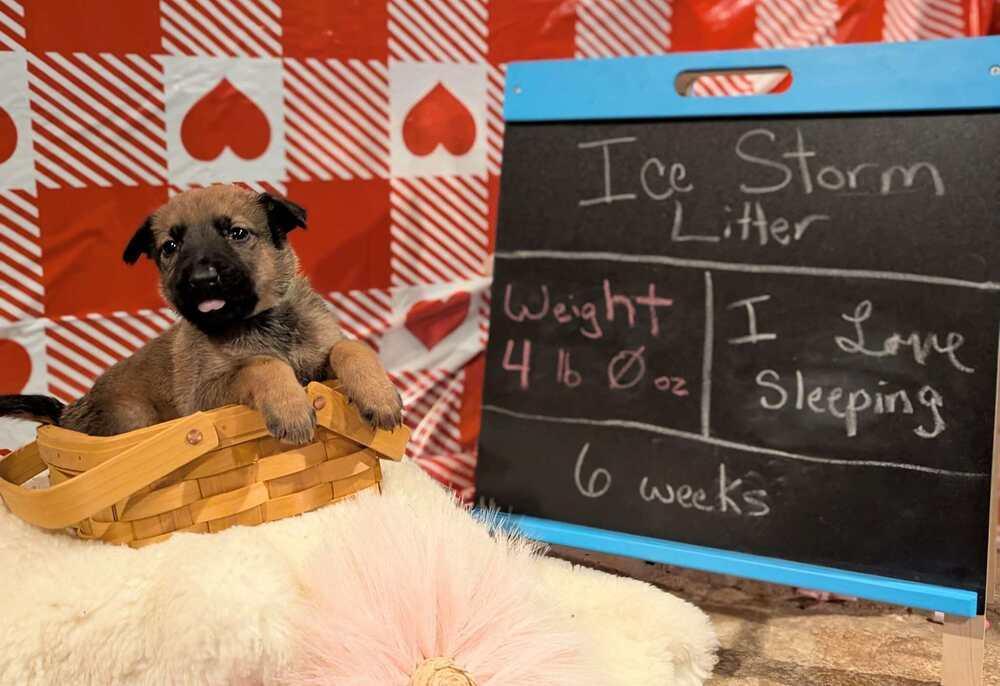 Stormy Skye Litter Nimbus