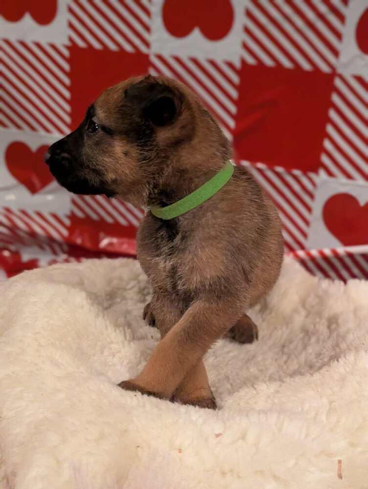 Stormy Skye Litter Nimbus