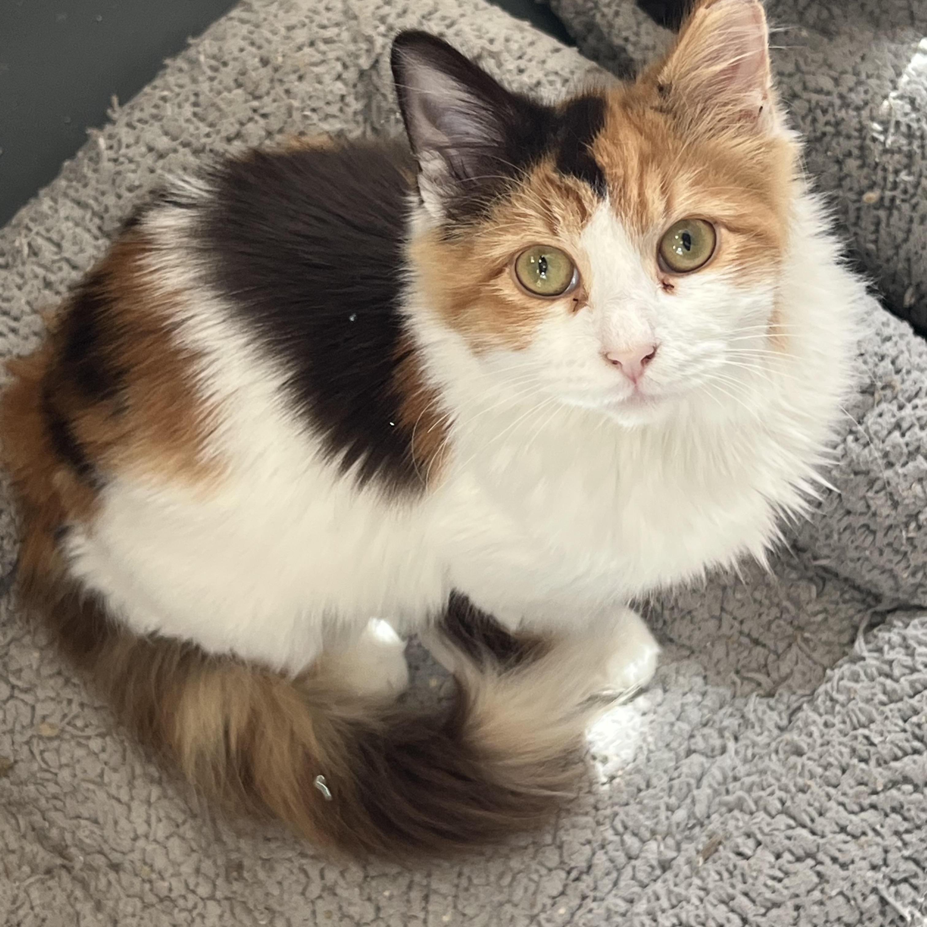 Fluffy Calico Beauty