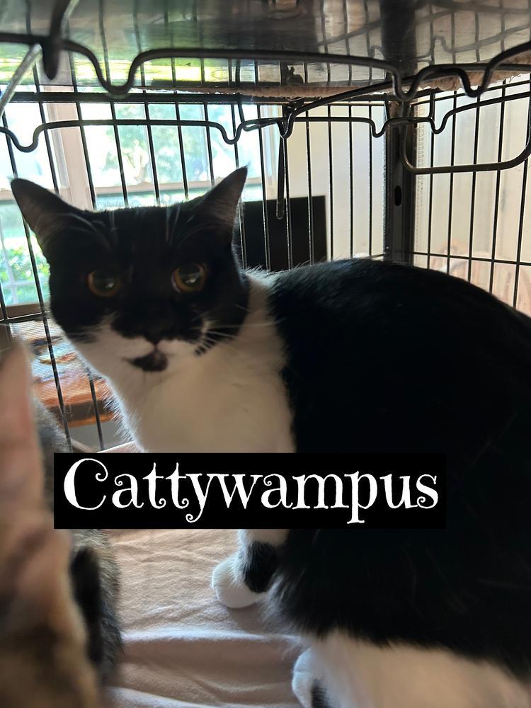 Cattywampus