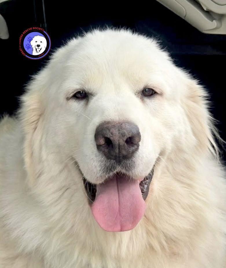 A young large-sized female White / Cream Great Pyrenees dog named Celeste for adoption in Spring, TX