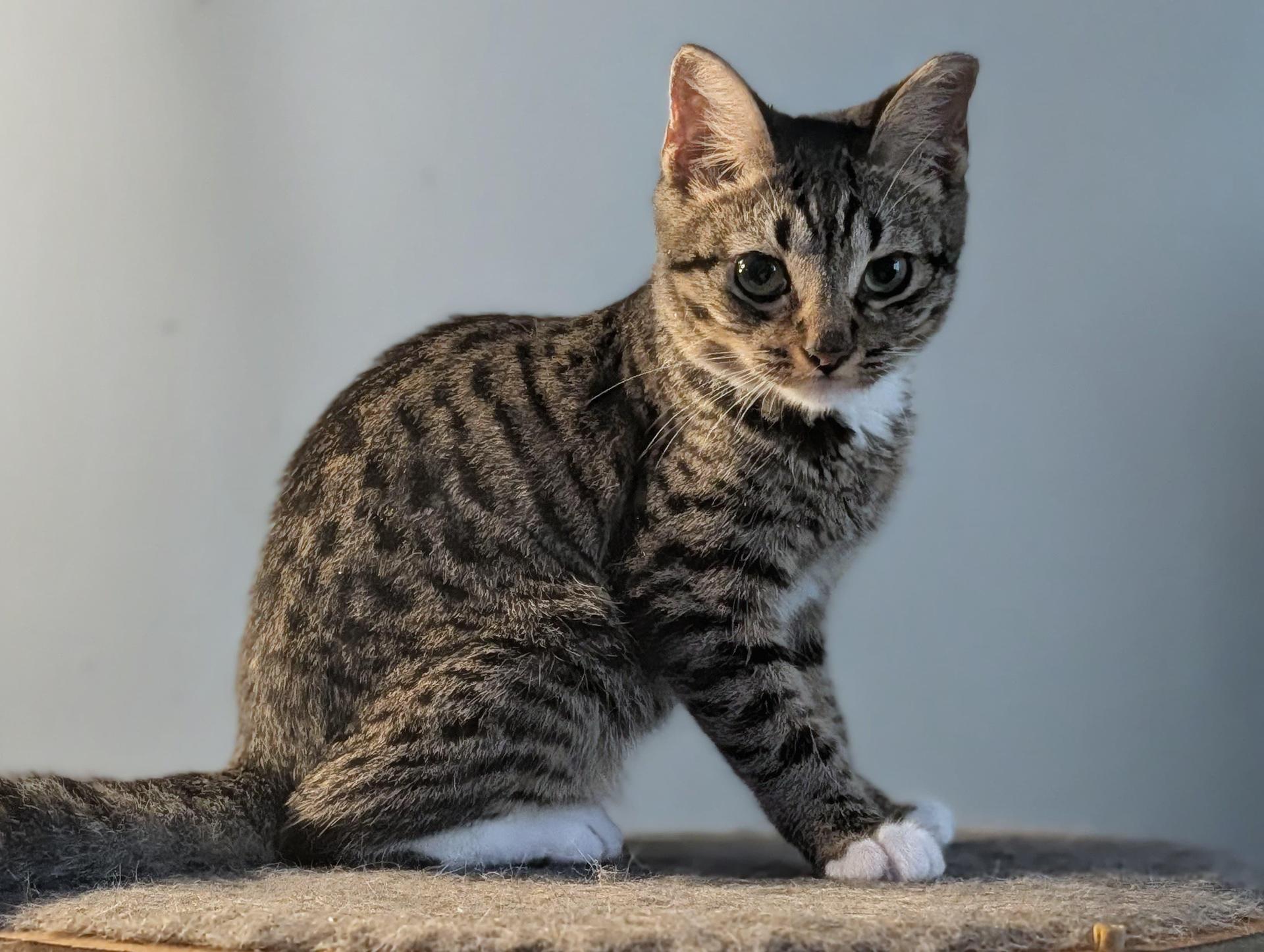 A baby small-sized female Tabby (Brown / Chocolate) Domestic Short Hair cat named Janne for adoption in Boca Raton, FL
