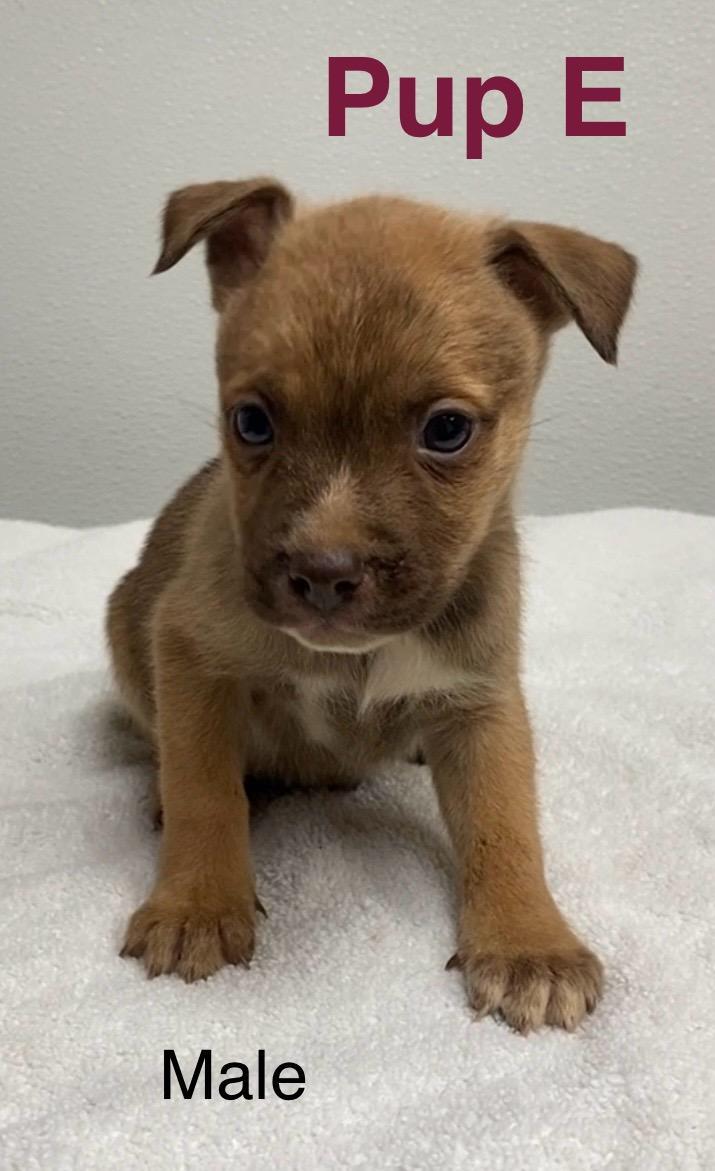 Pup E