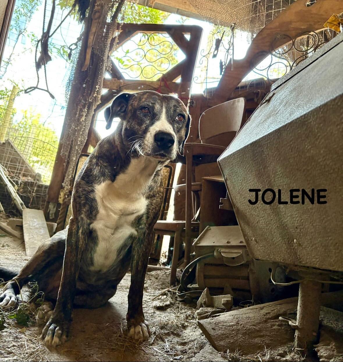 Jolene
