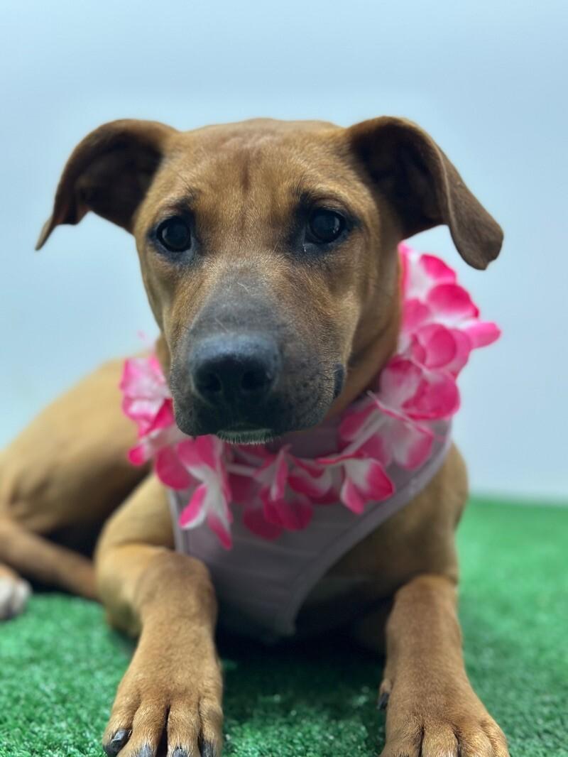A baby medium-sized female Brown / Chocolate German Shepherd Dog dog named Nala for adoption in Carlsbad, CA