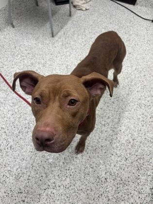 An adult large-sized female Pit Bull Terrier dog named Ruffetta for adoption in Atlanta, GA
