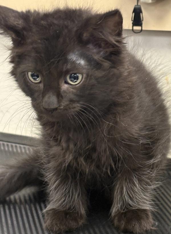 A baby medium-sized male Domestic Medium Hair cat named Ozzie for adoption in Napa, CA