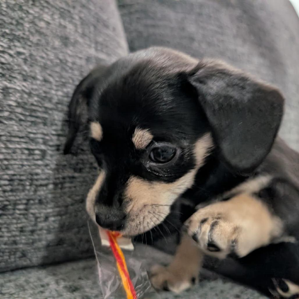 Chicken Biscuit photo 1