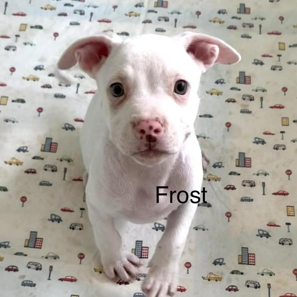 Frost