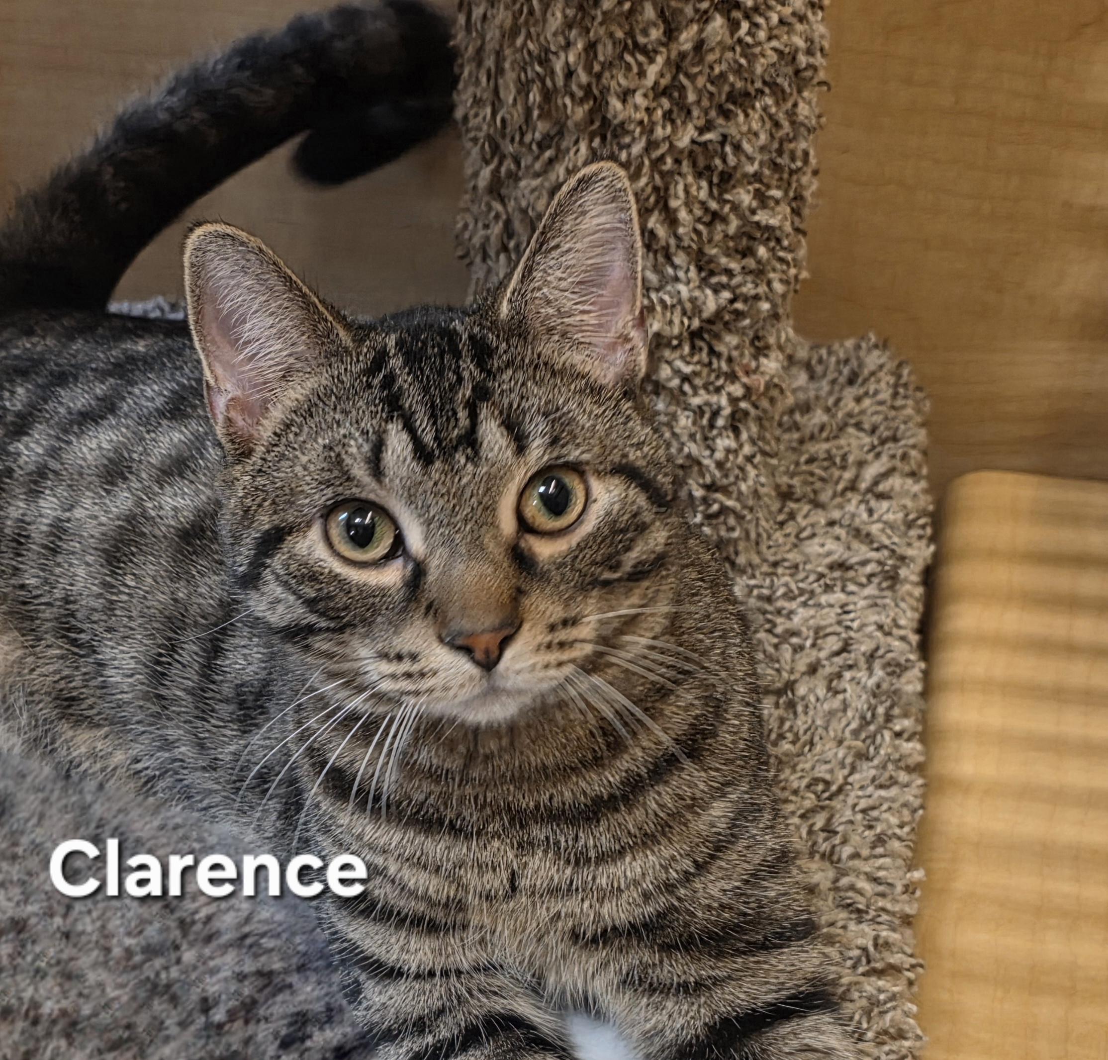Clarence photo 1