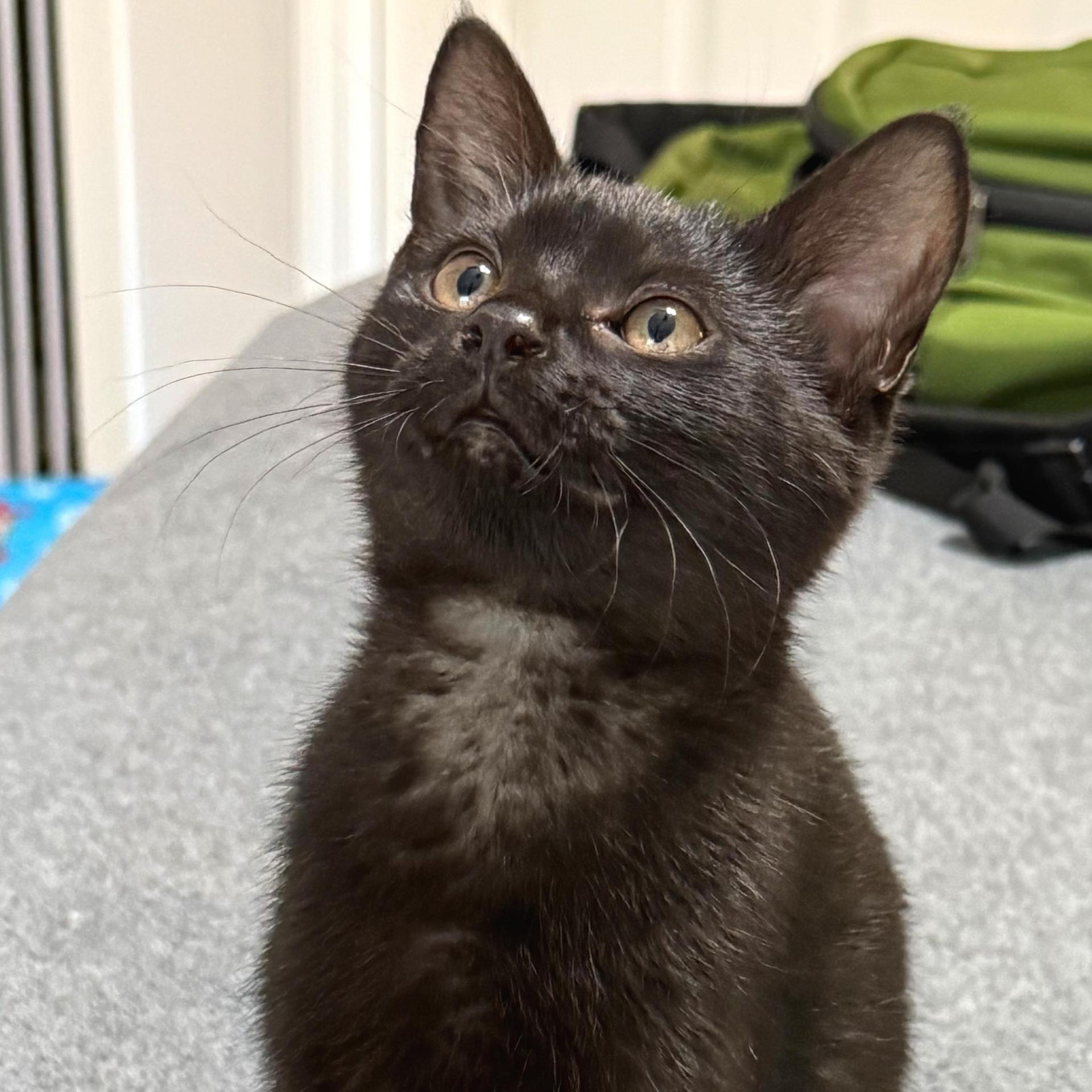 A baby medium-sized female Black Domestic Short Hair cat named Night for adoption in Hilton Head Island, SC