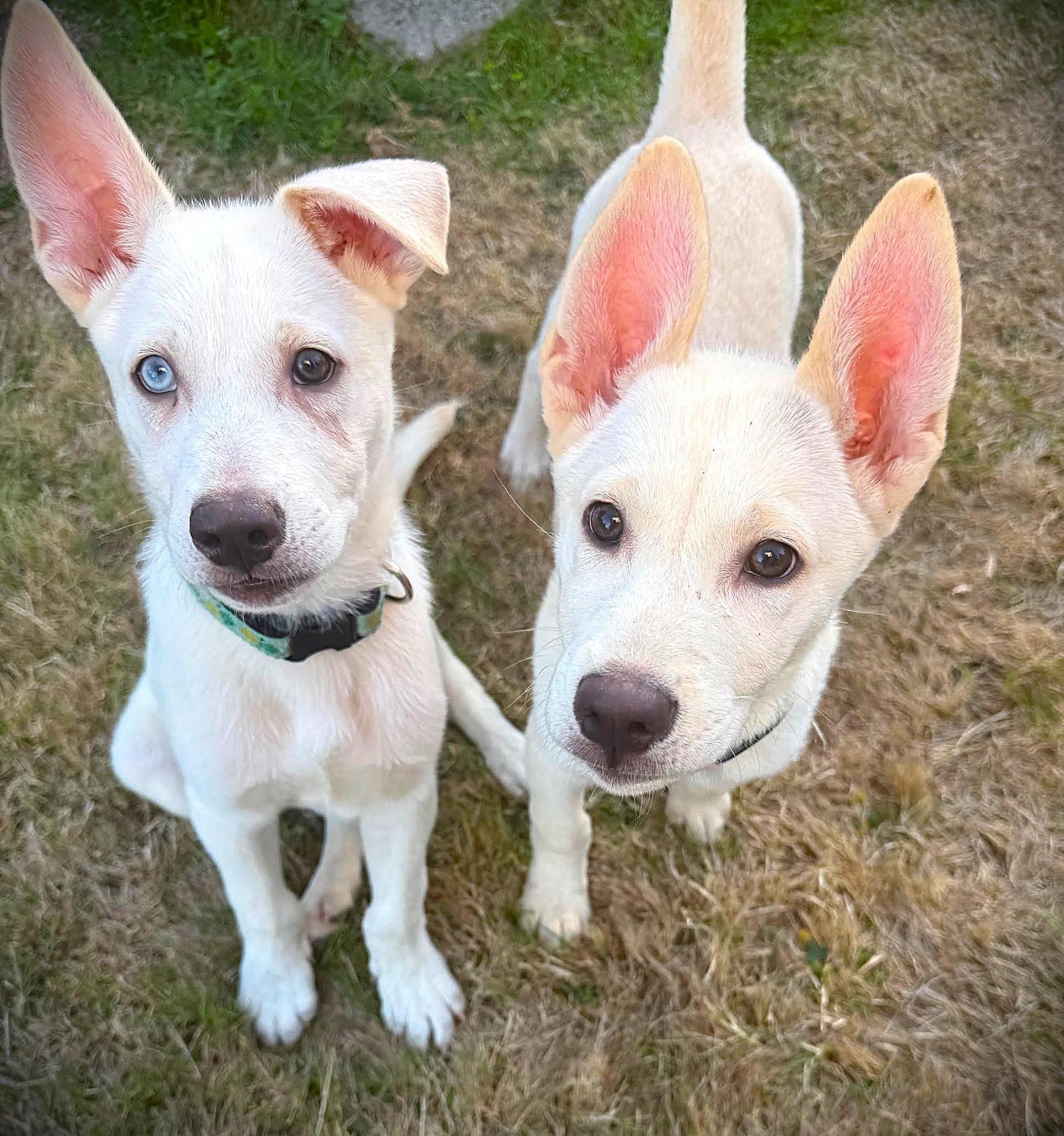 Spice & Tiko