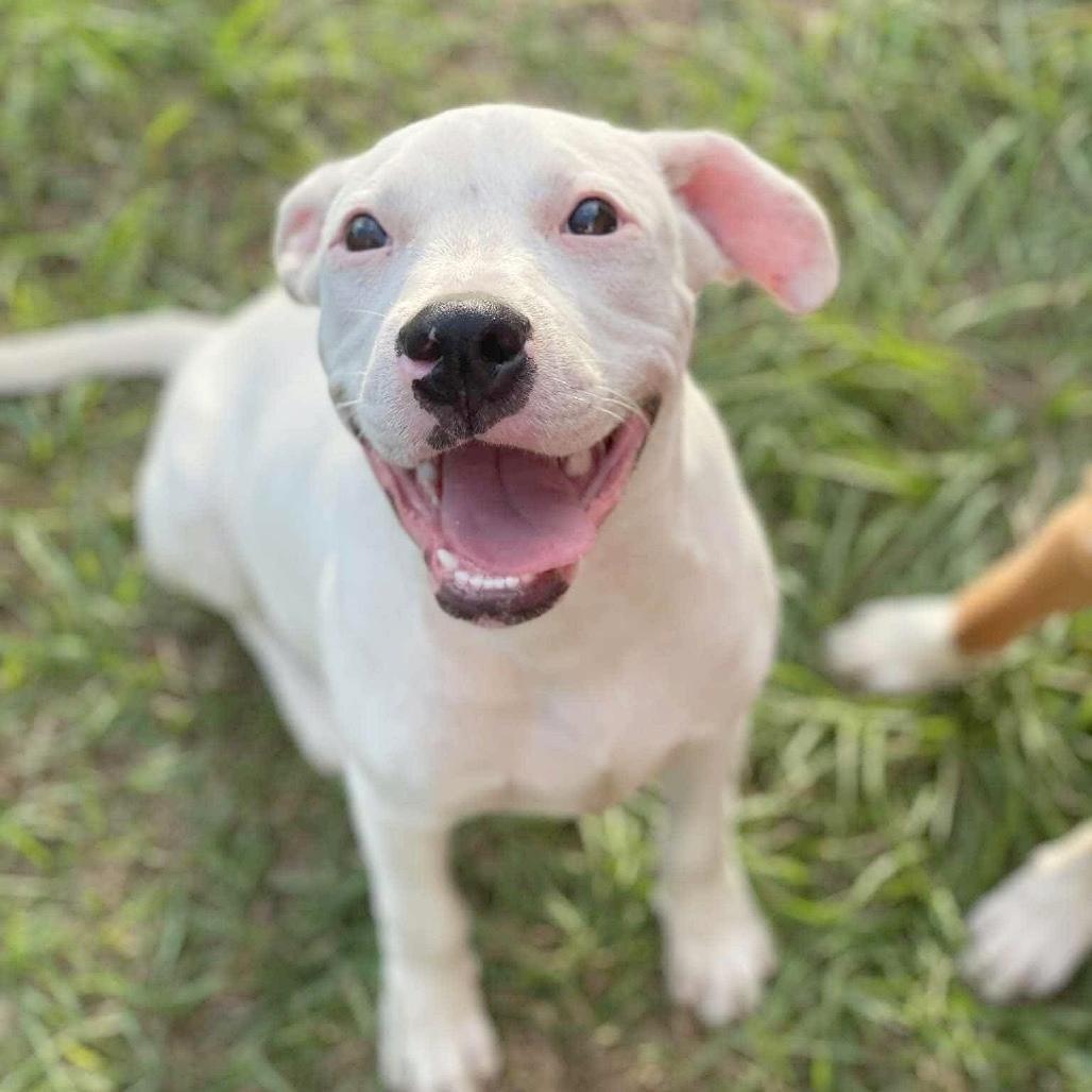 A baby medium-sized male White / Cream American Staffordshire Terrier dog named Caspian for adoption in Gulfport, MS