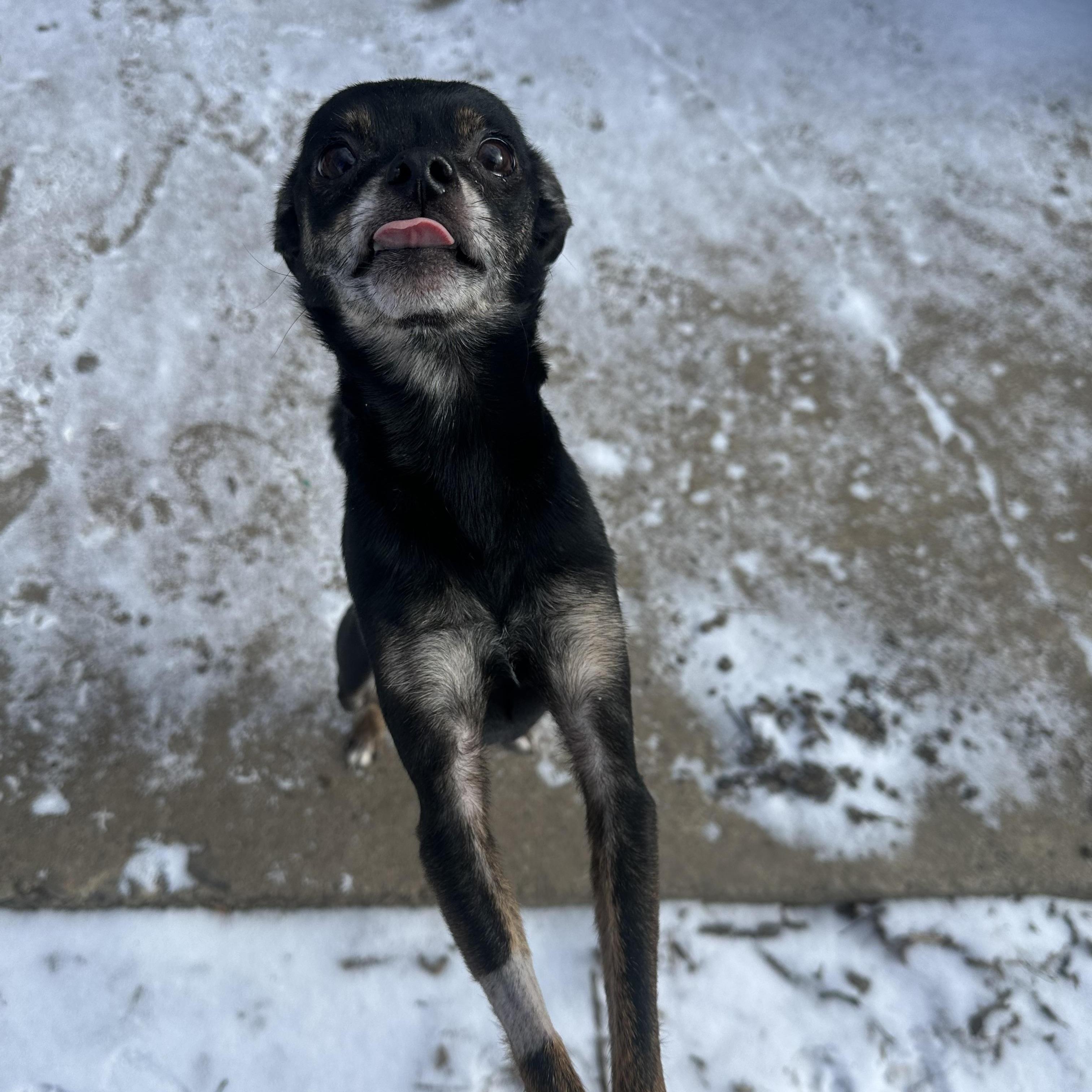 Pumpkin! Shy To Playful