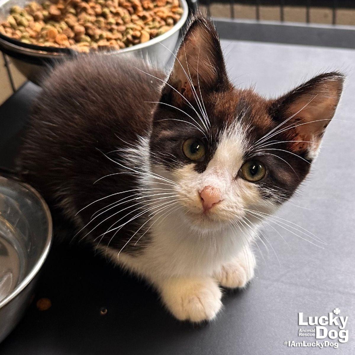 Smoked Sausage photo 1