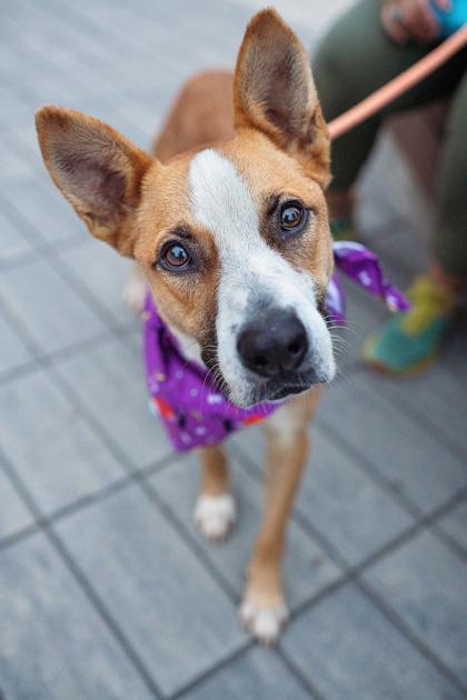 An adult medium-sized female Mixed Breed dog named Diamond for adoption in Atlanta, GA