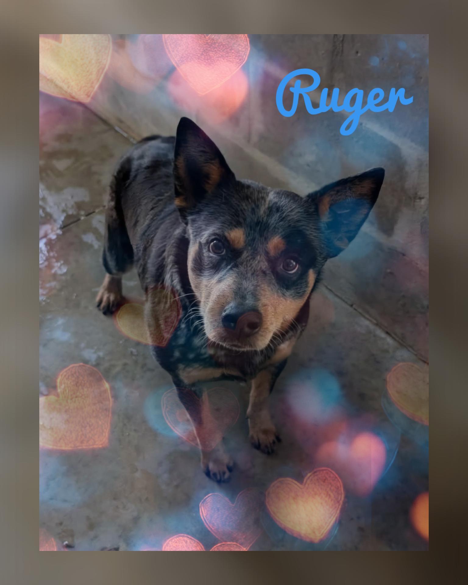 Ruger