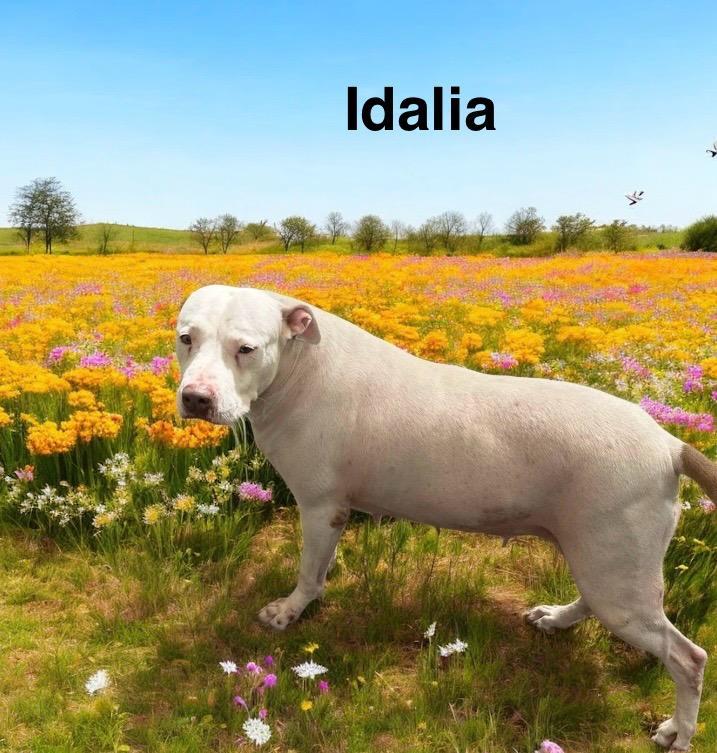 Idalia