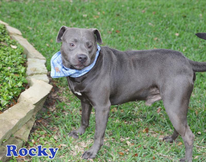 An adult large-sized male Pit Bull Terrier dog named Rocky P for adoption in Allen, TX