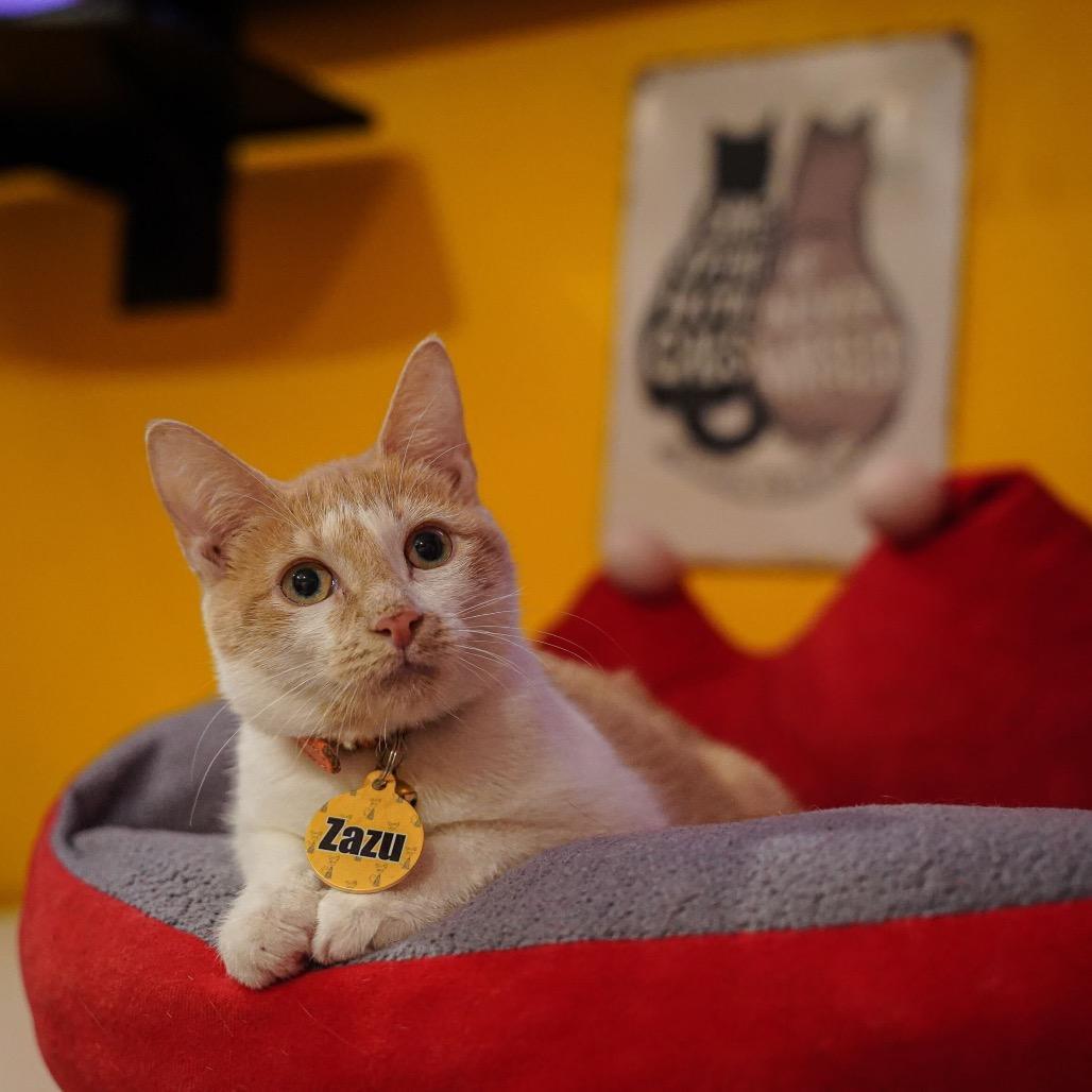 Zazu