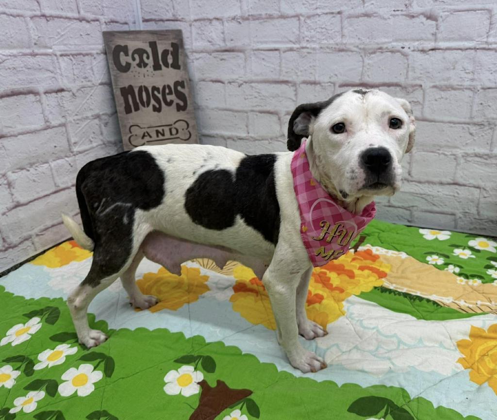 Scarlet Macaw photo 1