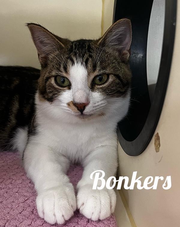 Bonkers