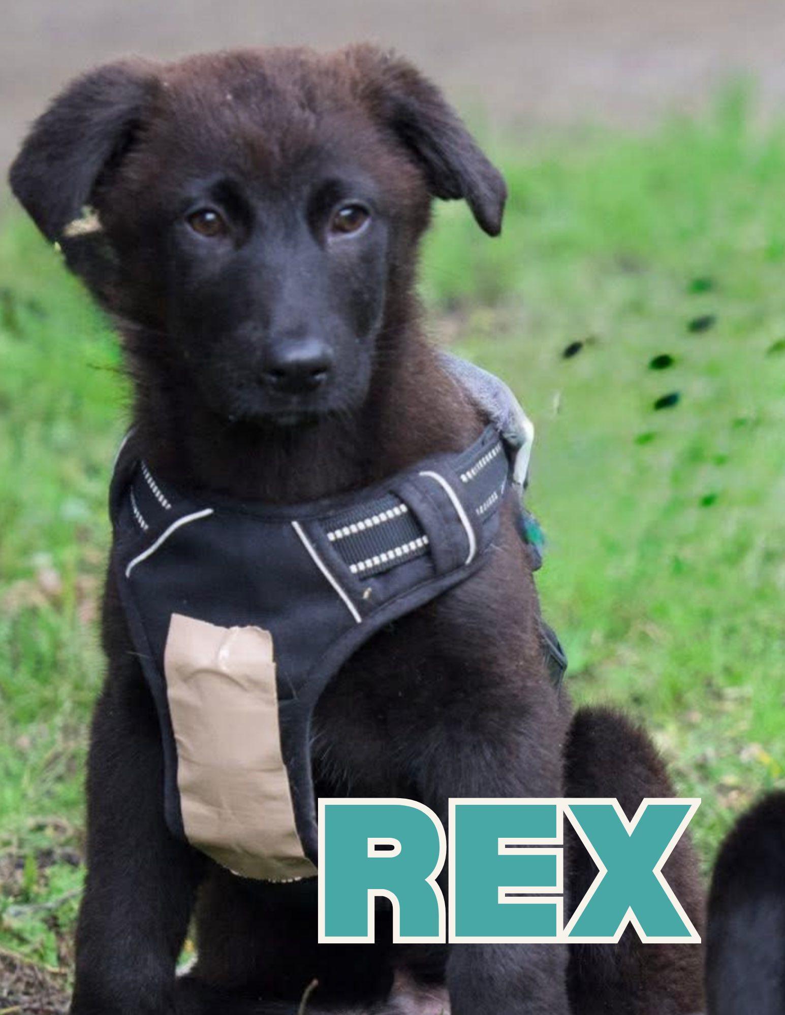 Rex