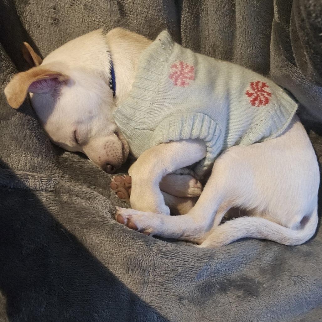 Strawberry Pudding Pop