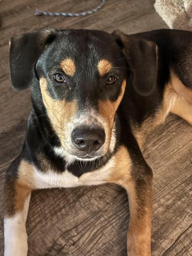A young large-sized female Black Rottweiler dog named Pepper for adoption in Liverpool, TX
